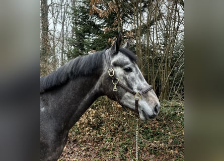 Deutsches Sportpferd, Wallach, 5 Jahre