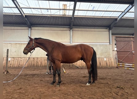 Deutsches Sportpferd, Wallach, 6 Jahre, 163 cm