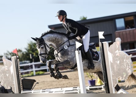 Deutsches Sportpferd, Wallach, 6 Jahre, 163 cm, Schimmel