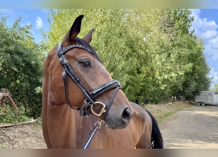 Deutsches Sportpferd, Wallach, 6 Jahre, 165 cm, Brauner