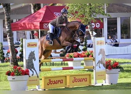 Deutsches Sportpferd, Wallach, 6 Jahre, 165 cm, Brauner