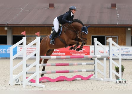 Deutsches Sportpferd, Wallach, 6 Jahre, 165 cm, Brauner