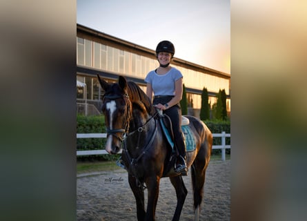Deutsches Sportpferd, Wallach, 6 Jahre, 165 cm, Dunkelbrauner
