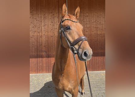 Deutsches Sportpferd, Wallach, 6 Jahre, 165 cm, Fuchs