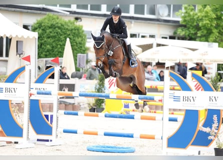 Deutsches Sportpferd, Wallach, 6 Jahre, 166 cm, Brauner