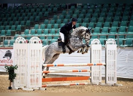 Deutsches Sportpferd, Wallach, 6 Jahre, 167 cm, Apfelschimmel