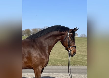 Deutsches Sportpferd, Wallach, 6 Jahre, 167 cm, Brauner