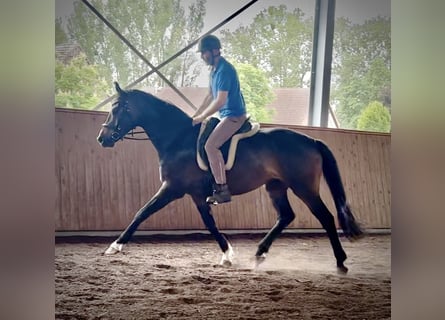 Deutsches Sportpferd, Wallach, 6 Jahre, 167 cm, Brauner