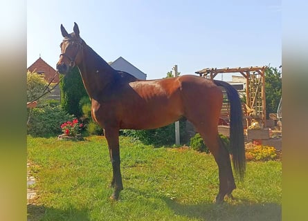 Deutsches Sportpferd, Wallach, 6 Jahre, 167 cm, Brauner