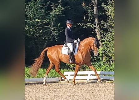 Deutsches Sportpferd, Wallach, 6 Jahre, 167 cm, Fuchs