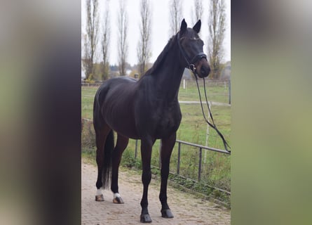 Deutsches Sportpferd, Wallach, 6 Jahre, 168 cm, Dunkelbrauner