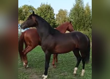 Deutsches Sportpferd, Wallach, 6 Jahre, 168 cm, Schwarzbrauner