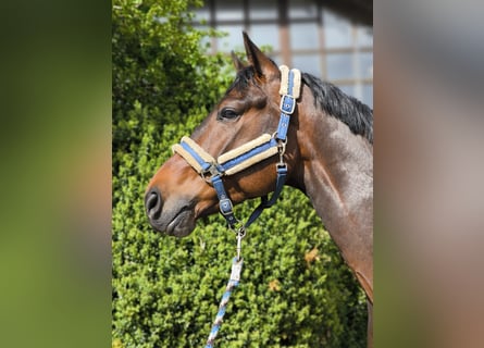Deutsches Sportpferd, Wallach, 6 Jahre, 169 cm, Brauner