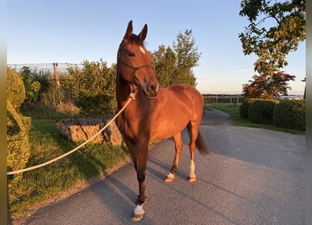 Deutsches Sportpferd, Wallach, 6 Jahre, 169 cm, Brauner