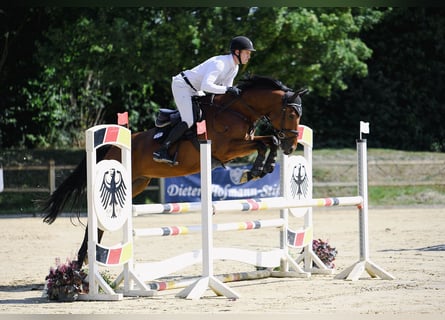 Deutsches Sportpferd, Wallach, 6 Jahre, 169 cm, Brauner