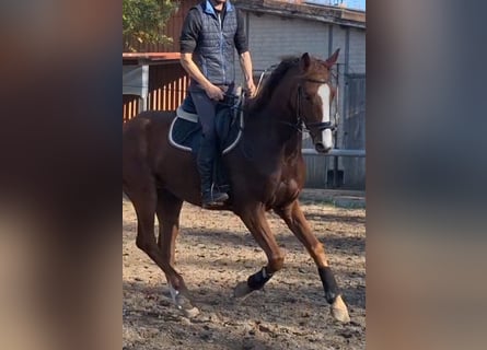 Deutsches Sportpferd, Wallach, 6 Jahre, 170 cm, Fuchs