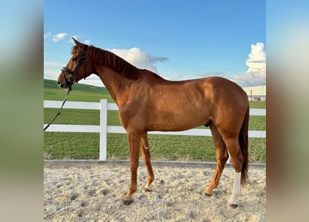 Deutsches Sportpferd, Wallach, 6 Jahre, 170 cm, Fuchs