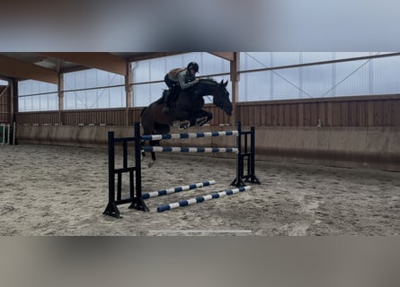 Deutsches Sportpferd, Wallach, 6 Jahre, 172 cm, Dunkelbrauner