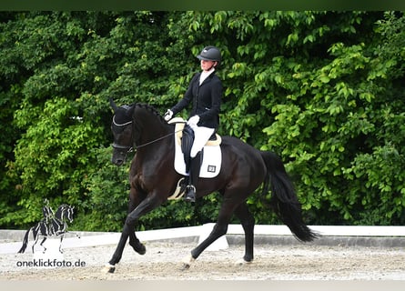 Deutsches Sportpferd, Wallach, 6 Jahre, 172 cm, Rappe