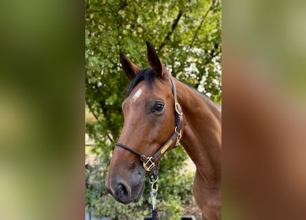 Deutsches Sportpferd, Wallach, 6 Jahre, 173 cm, Brauner