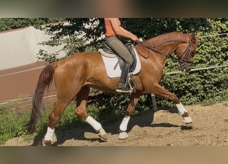 Deutsches Sportpferd, Wallach, 6 Jahre, 173 cm, Fuchs