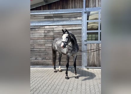 Deutsches Sportpferd, Wallach, 6 Jahre, 173 cm, Schimmel