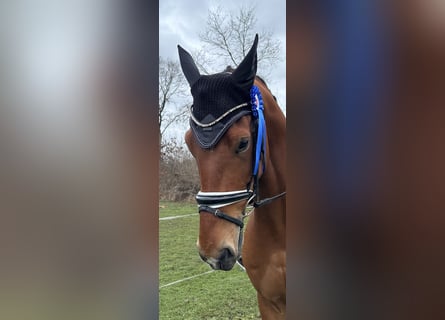 Deutsches Sportpferd, Wallach, 6 Jahre, 174 cm, Brauner