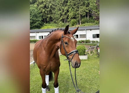 Deutsches Sportpferd, Wallach, 6 Jahre, 174 cm, Brauner