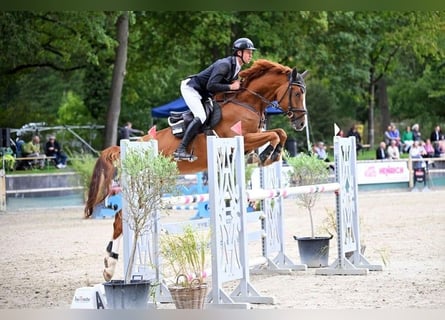 Deutsches Sportpferd, Wallach, 6 Jahre, 174 cm, Fuchs