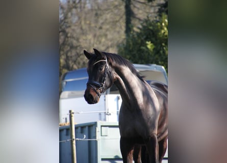 Deutsches Sportpferd, Wallach, 6 Jahre, 175 cm, Dunkelbrauner