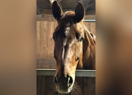Deutsches Sportpferd, Wallach, 6 Jahre, 175 cm, Dunkelfuchs