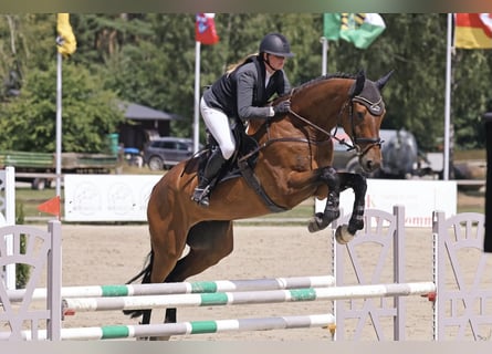 Deutsches Sportpferd, Wallach, 6 Jahre, 177 cm, Brauner