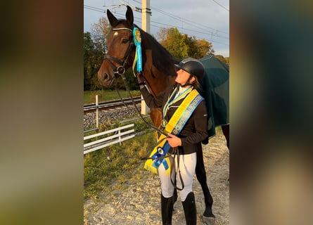 Deutsches Sportpferd, Wallach, 6 Jahre, 178 cm, Brauner