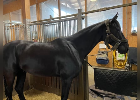 Deutsches Sportpferd, Wallach, 6 Jahre, 185 cm