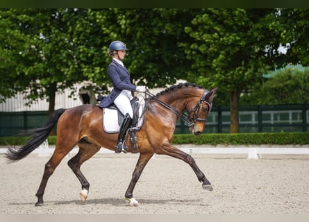 Deutsches Sportpferd, Wallach, 7 Jahre, 165 cm, Brauner