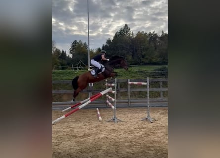 Deutsches Sportpferd, Wallach, 7 Jahre, 166 cm, Brauner