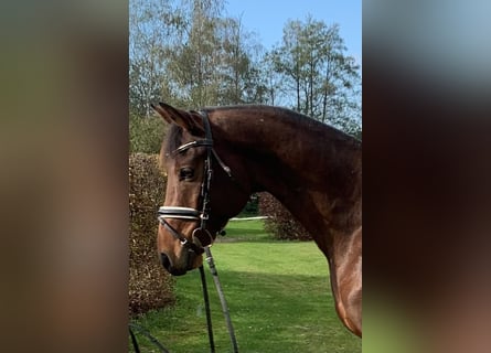 Deutsches Sportpferd, Wallach, 7 Jahre, 167 cm, Brauner