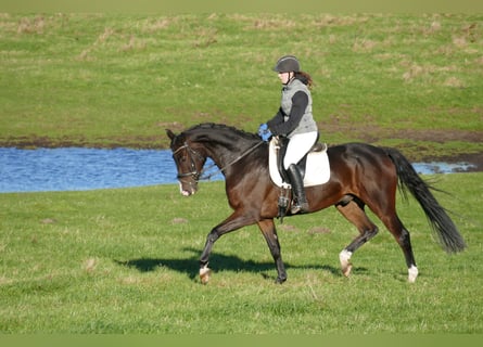 Deutsches Sportpferd, Wallach, 7 Jahre, 167 cm, Dunkelbrauner