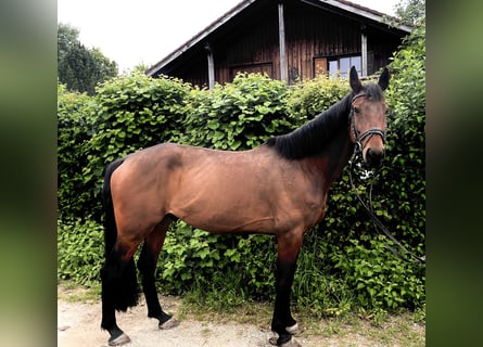 Deutsches Sportpferd, Wallach, 7 Jahre, 168 cm, Brauner