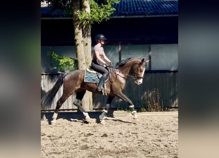 Deutsches Sportpferd, Wallach, 7 Jahre, 168 cm, Brauner
