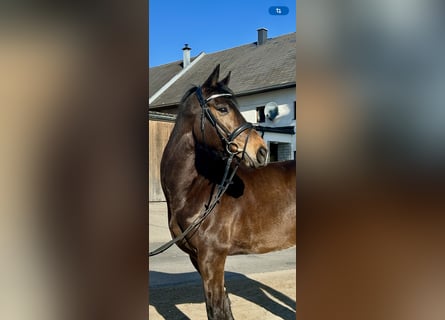 Deutsches Sportpferd, Wallach, 7 Jahre, 168 cm, Brauner