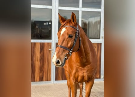 Deutsches Sportpferd, Wallach, 7 Jahre, 168 cm, Fuchs