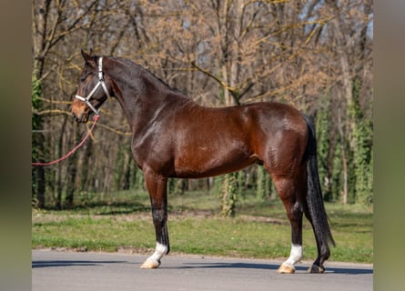 Deutsches Sportpferd, Wallach, 7 Jahre, 170 cm, Brauner