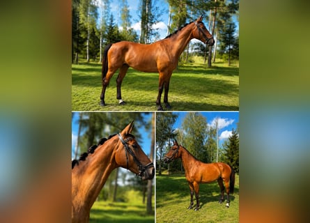 Deutsches Sportpferd, Wallach, 7 Jahre, 170 cm, Brauner