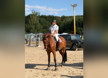 Deutsches Sportpferd, Wallach, 7 Jahre, 170 cm, Brauner