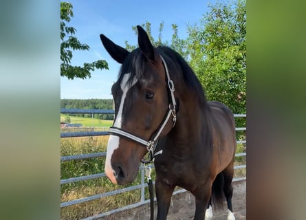 Deutsches Sportpferd, Wallach, 7 Jahre, 170 cm, Dunkelbrauner