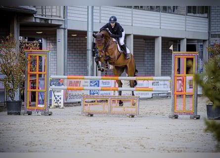 Deutsches Sportpferd, Wallach, 7 Jahre, 171 cm, Brauner