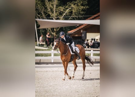 Deutsches Sportpferd, Wallach, 7 Jahre, 172 cm, Fuchs