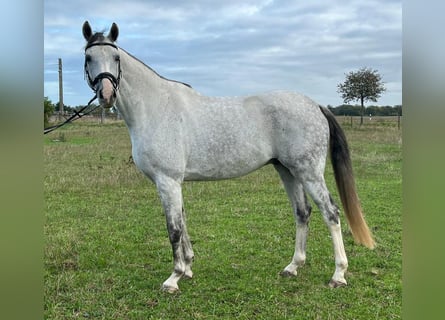 Deutsches Sportpferd, Wallach, 7 Jahre, 172 cm, Schimmel