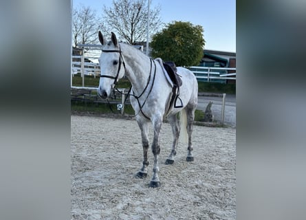 Deutsches Sportpferd, Wallach, 7 Jahre, 172 cm, Schimmel